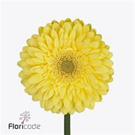 Gerbera Full Moon • 45 cm