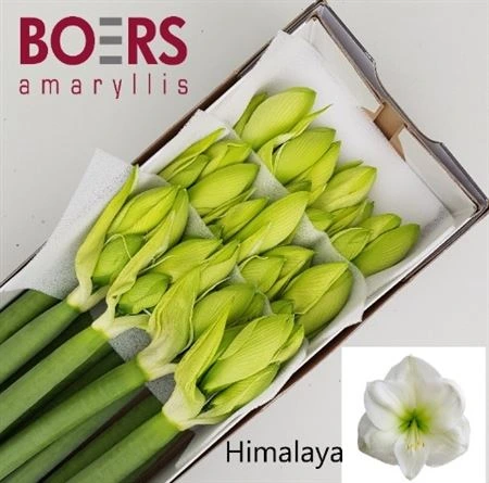 Amarylis Himalaya • 70 cm