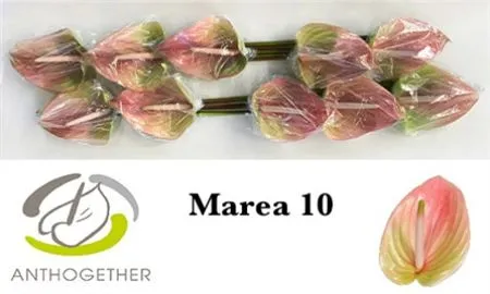 Anth Marea