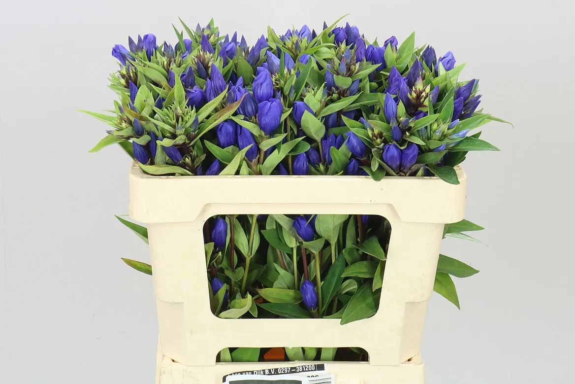 Gentiana Bluebells • 50 cm