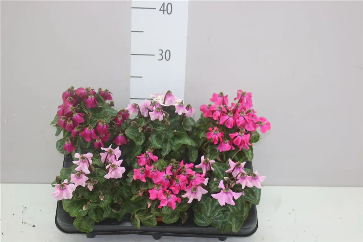 Cyclamen Kl Petticoat Gemengd • črepník 10,5 cm
