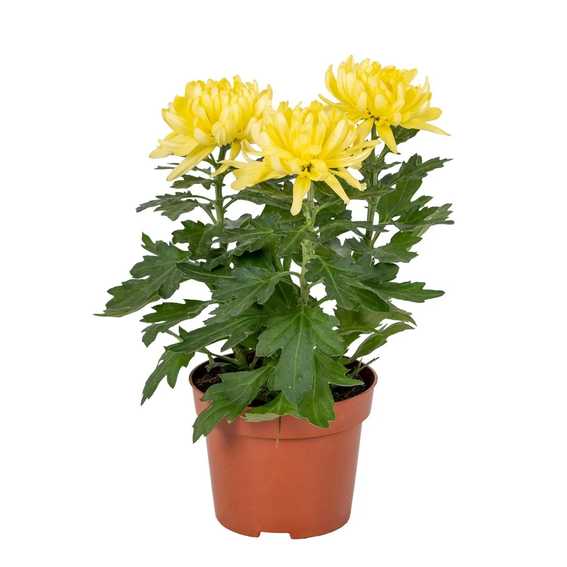 Chrysant Cosmo Compact Geel • črepník 12 cm