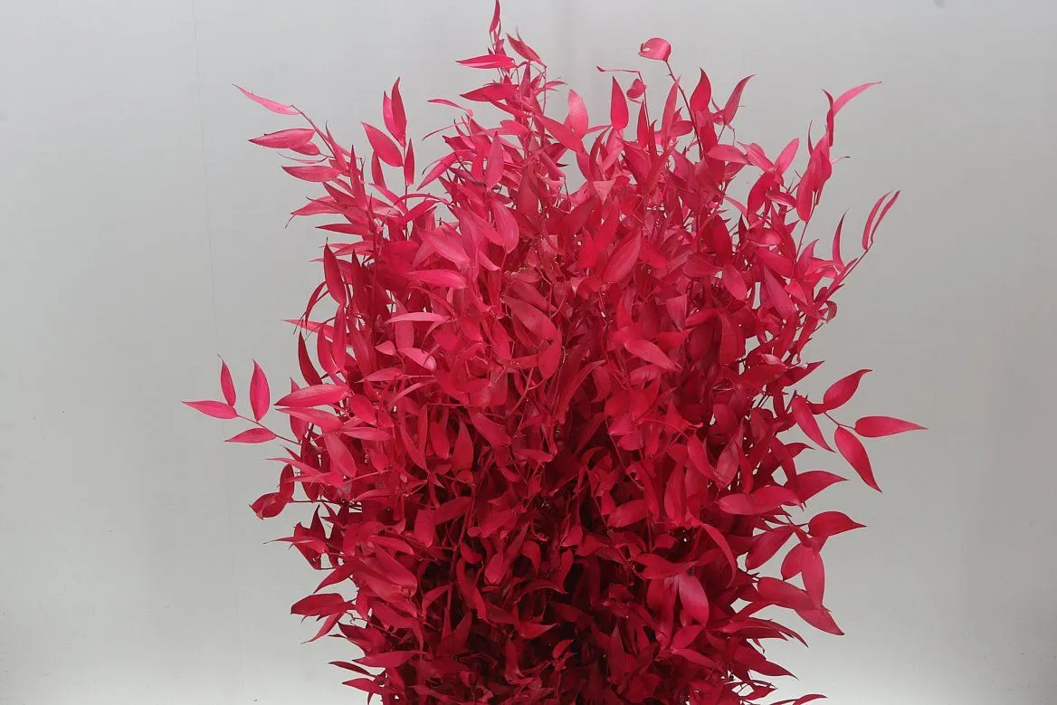 Ruscus Long Cerise • 80 cm