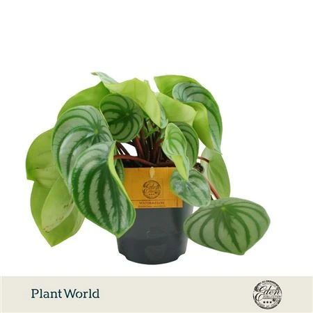 Peperomia Argyreia • črepník 12 cm