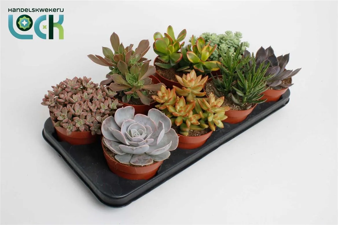 Sukulenty mix Uk A2 • črepník 12 cm