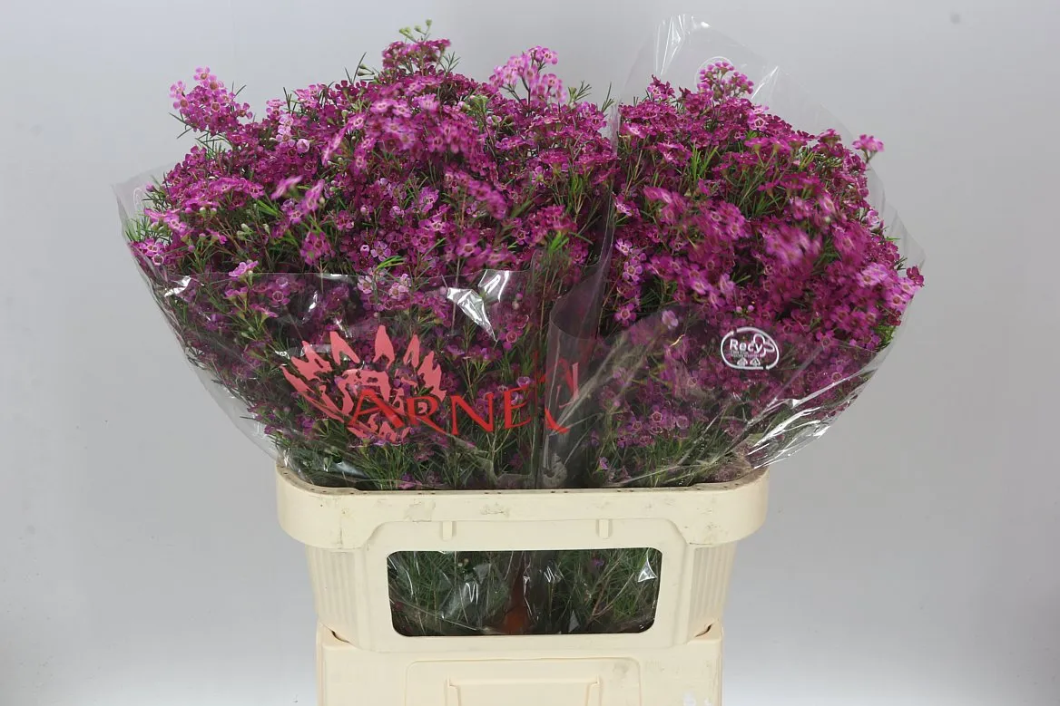 Chame Purple Rain • 80 cm