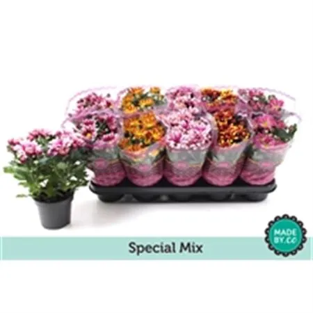 Chrysanth Mix 2 Kleurig • črepník 12 cm