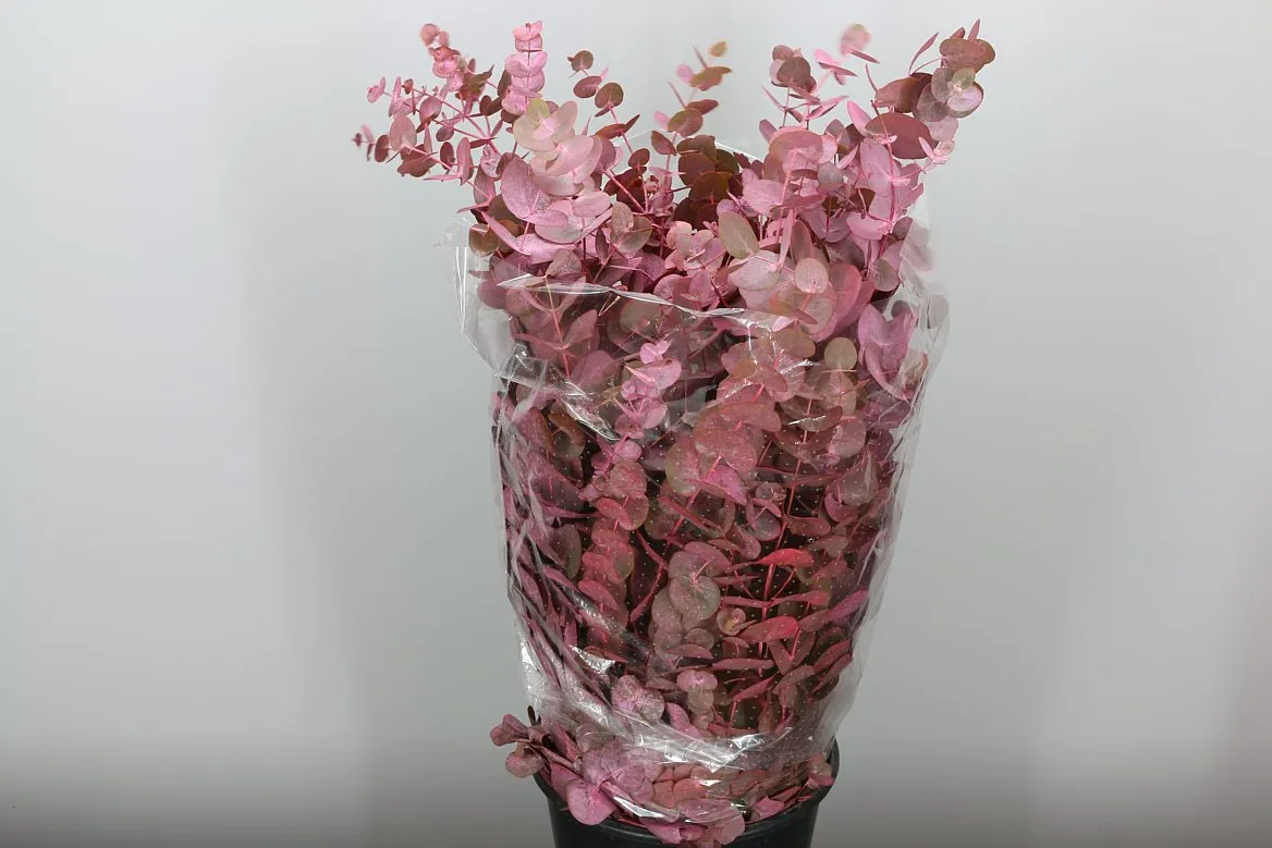 Eukalyptus Cinerea Pink • 70 cm