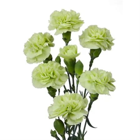 Di. Tr Green Box • 65 cm