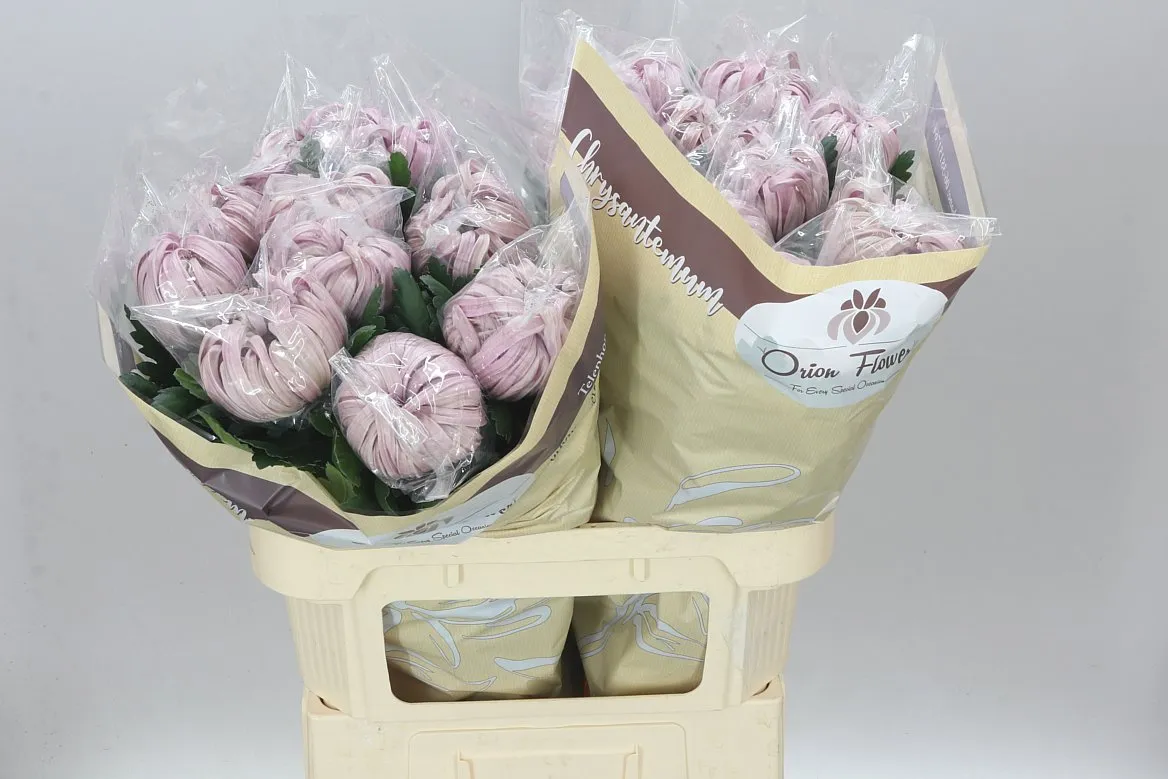 Chryzantéma veľkokvetá Vienna Pink Exx • 80 cm