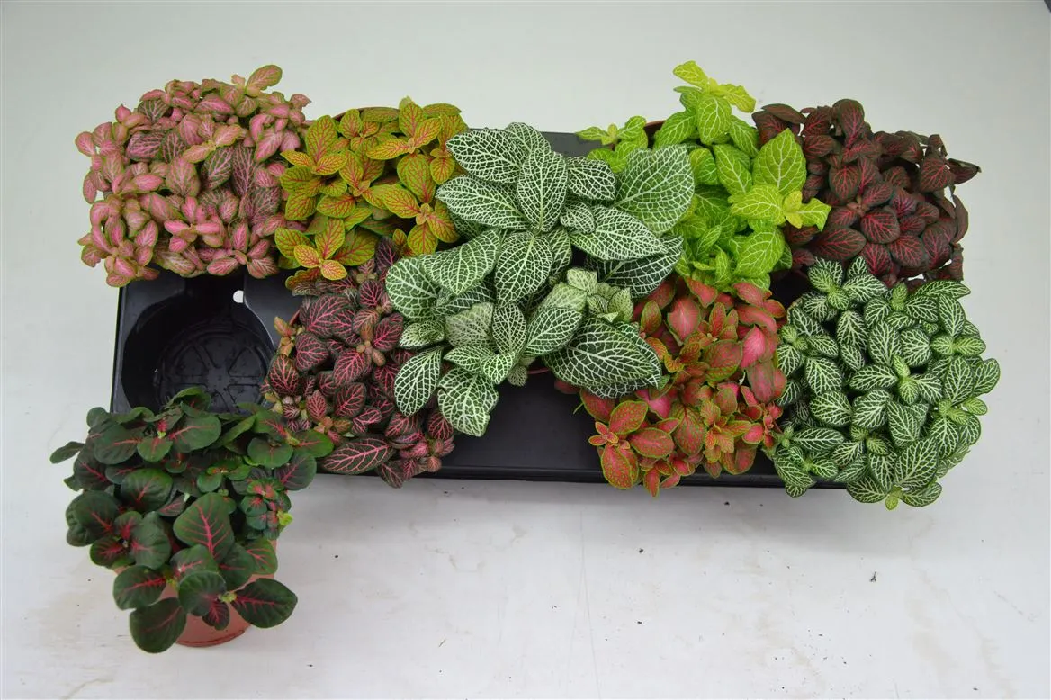 Fittonia Gemengd • črepník 12 cm