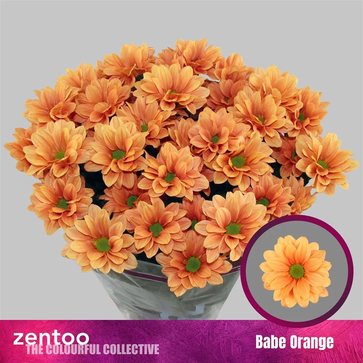 Chr T Babe Orange • 70 cm