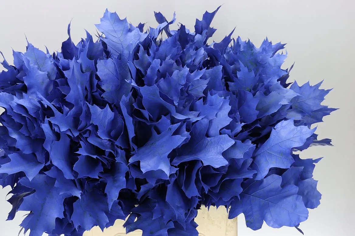 Quercus Rubra Blue 20st • 60 cm