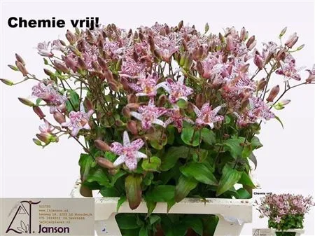 Tricyrtis • 65 cm