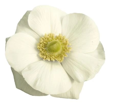 Sasanka White • 40 cm