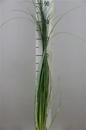 Beargrass Xl • 85 cm
