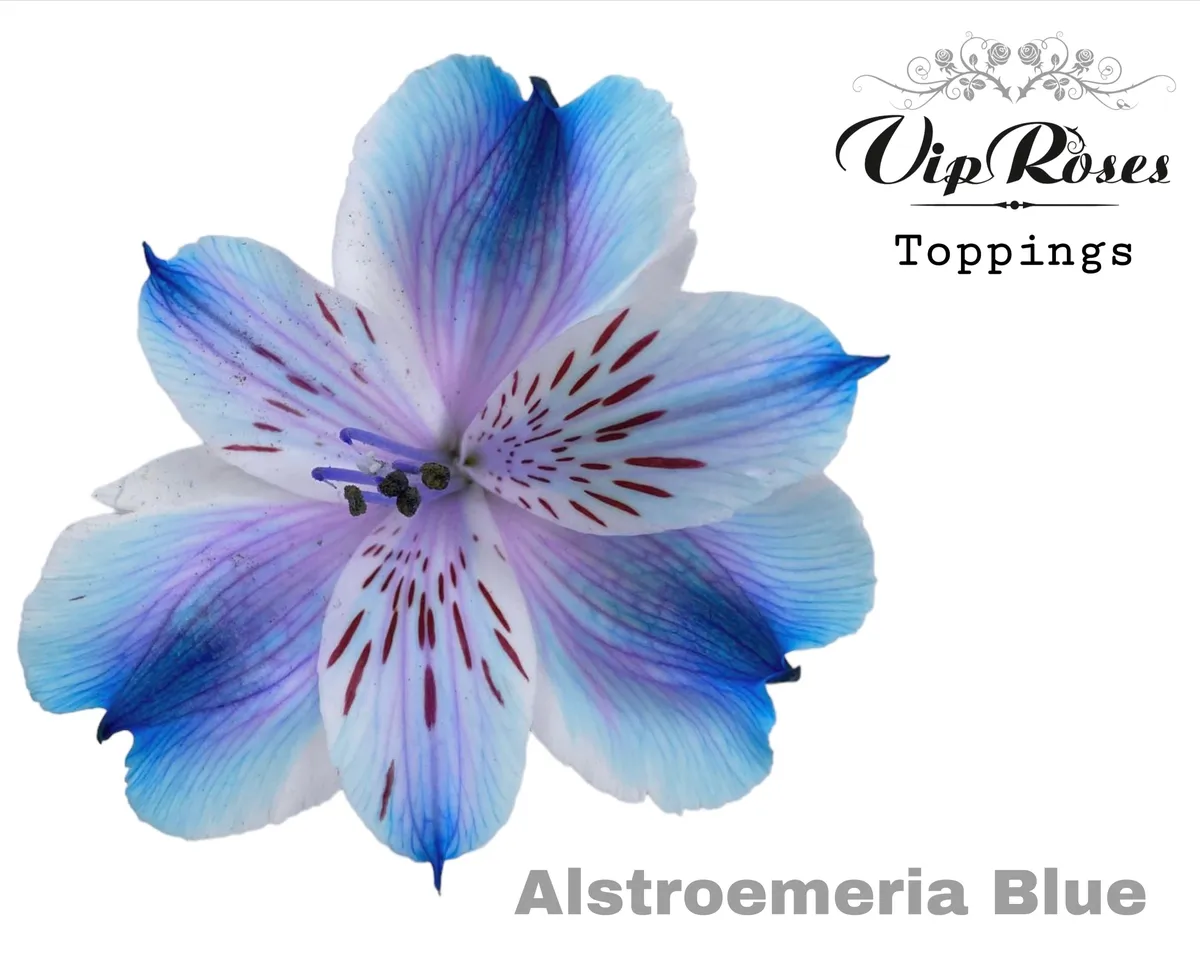 Alstroméria Blue • 75 cm