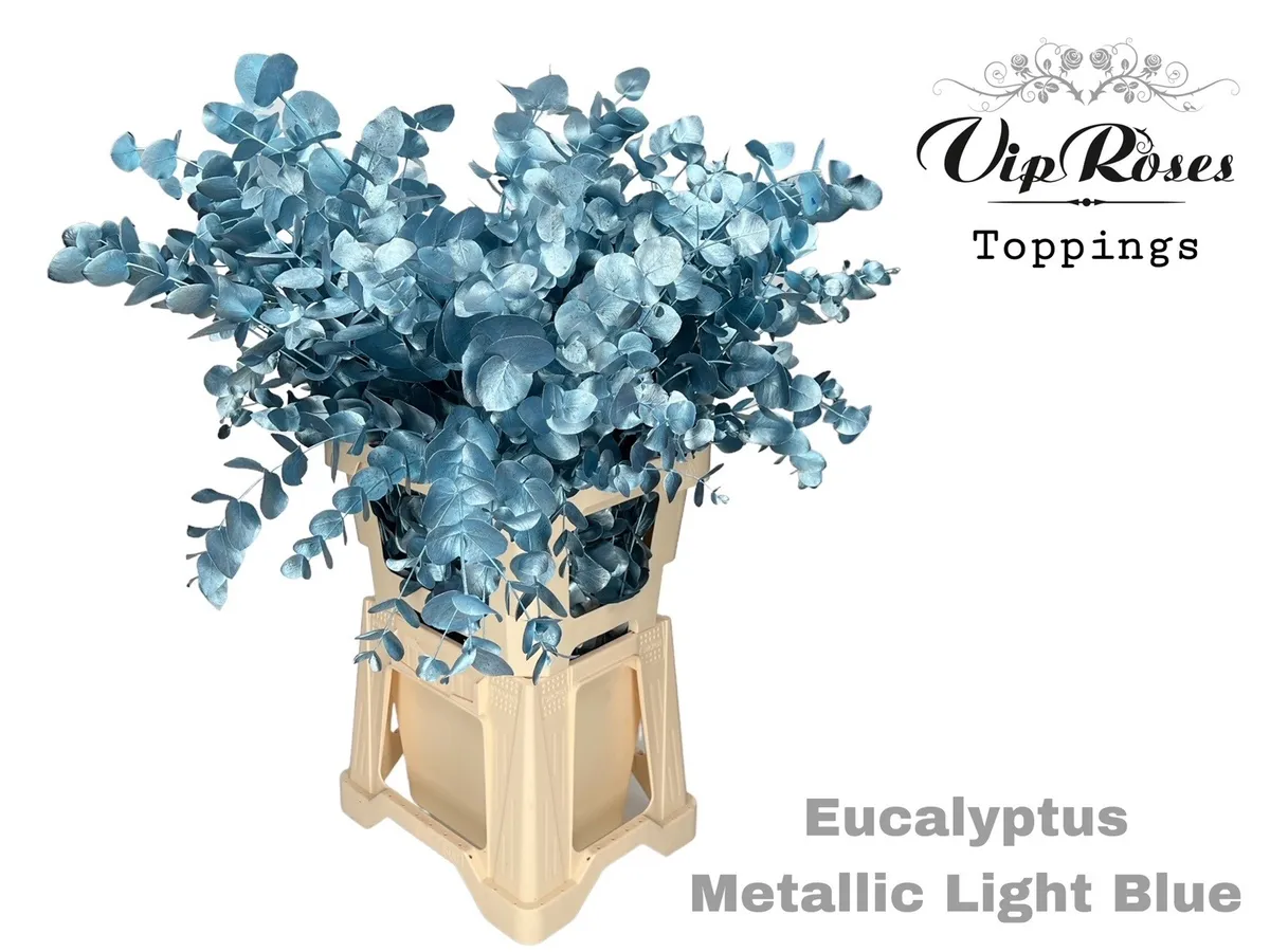 Eukalyptus Cinerea Metallic Light Blue 300gr • 65 cm