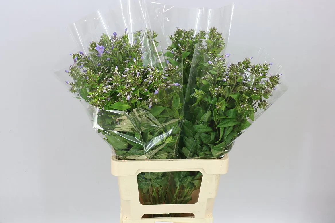 Flox Butterfly Lilac • 70 cm