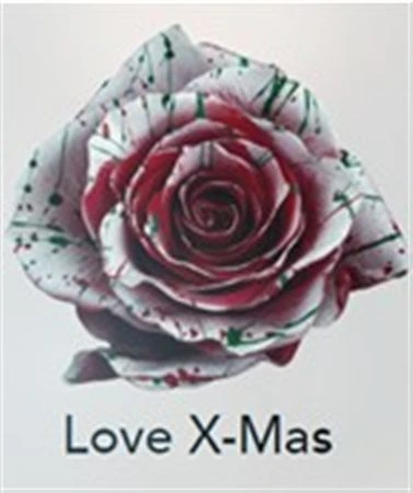 Ruža farbená Love Xmas, Ekvádor • 50 cm