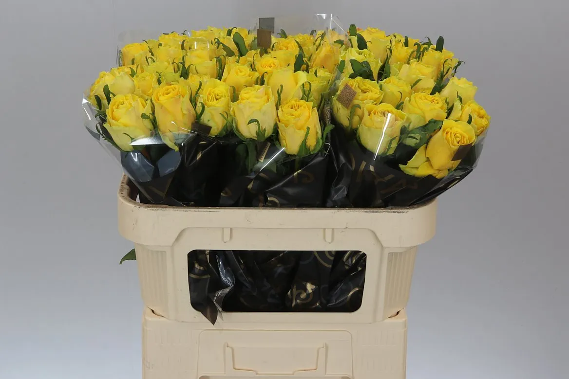Ruža Golden Smile • 70 cm