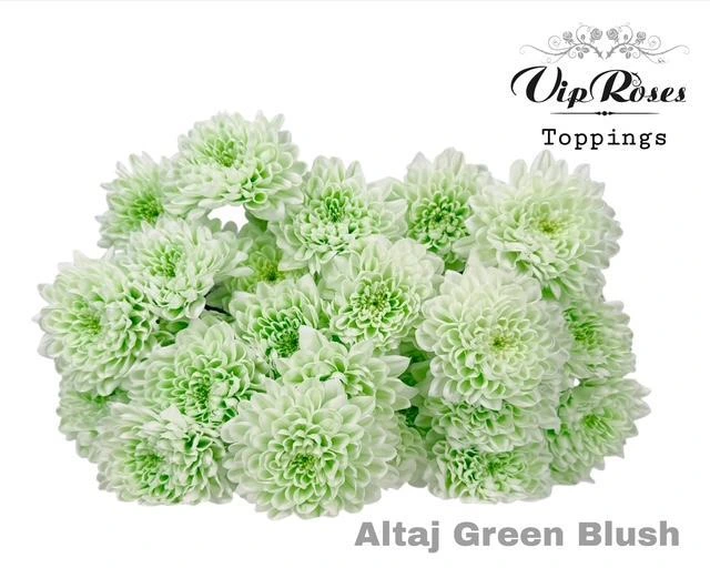Chryzantéma trsová Altaj Green Blush • 70 cm