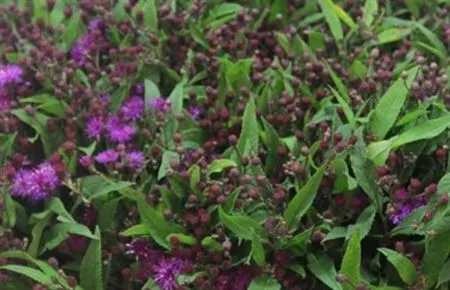 Vernonia Crinita • 70 cm