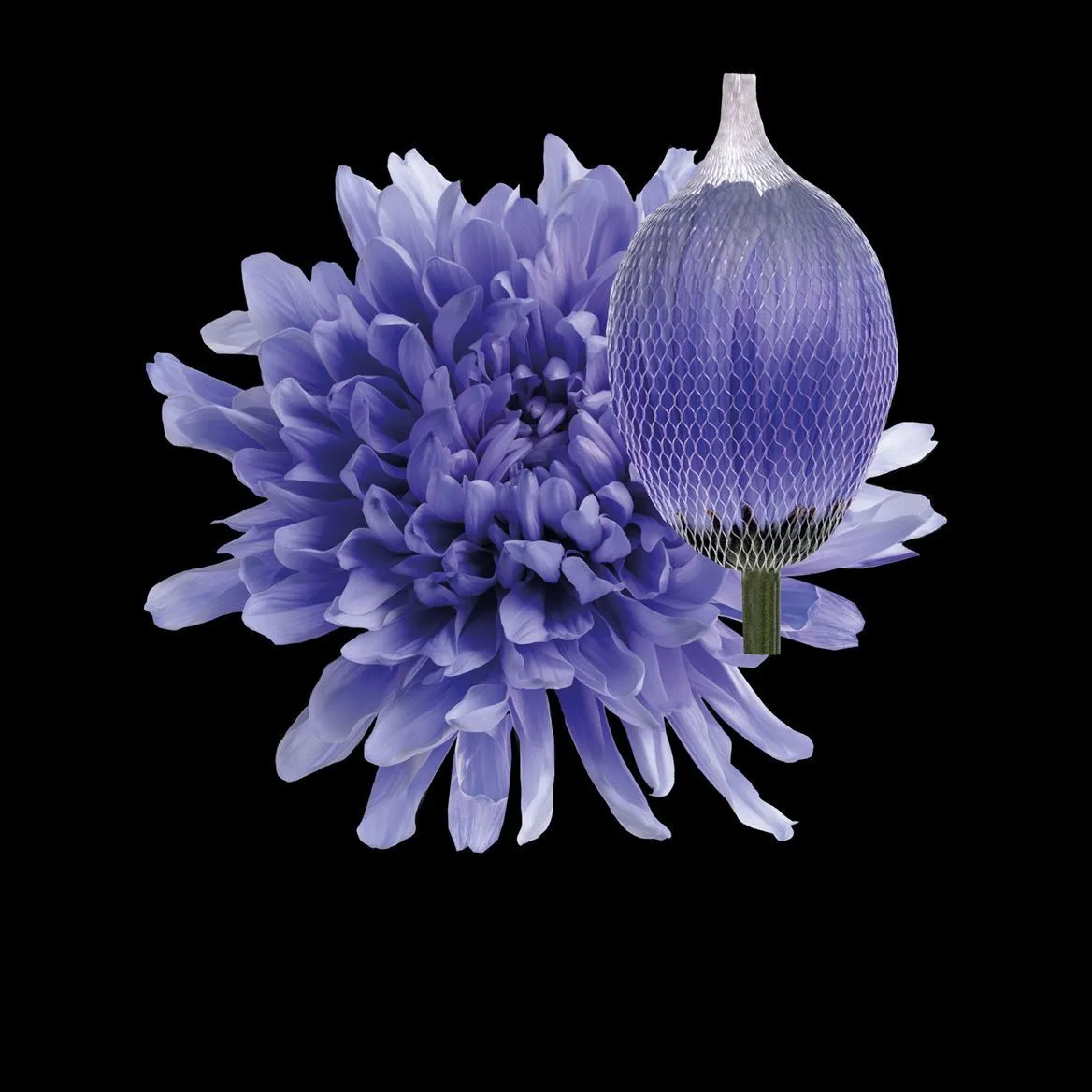Chryzantéma veľkokvetá Antonov Lilac • 70 cm