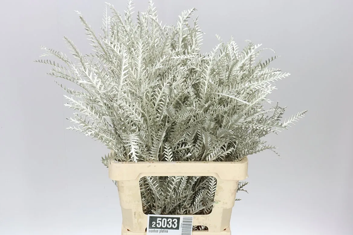 Ivanhoe Platina • 60 cm