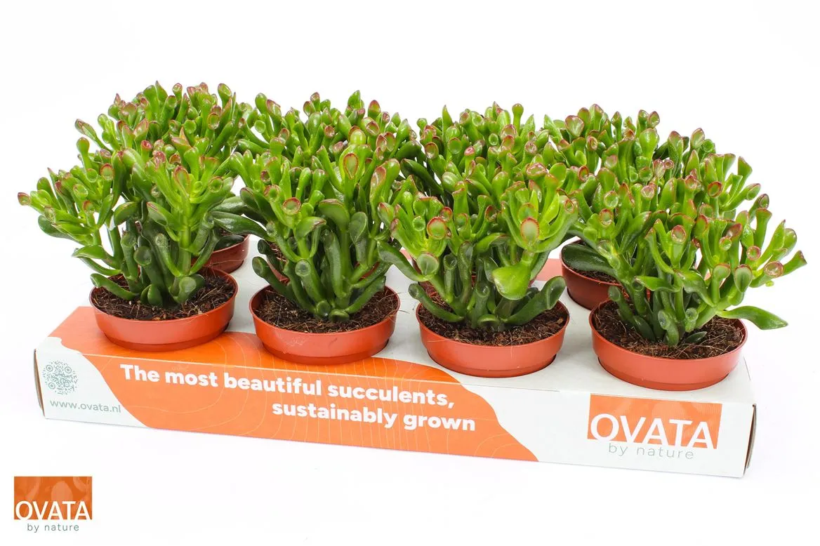 Crassula Hobbit • črepník 12 cm