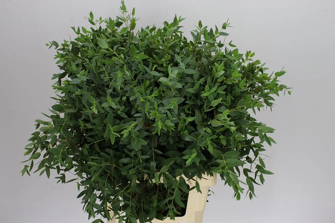 Igg Euc Parvifolia Long X10 Stems • 90 cm