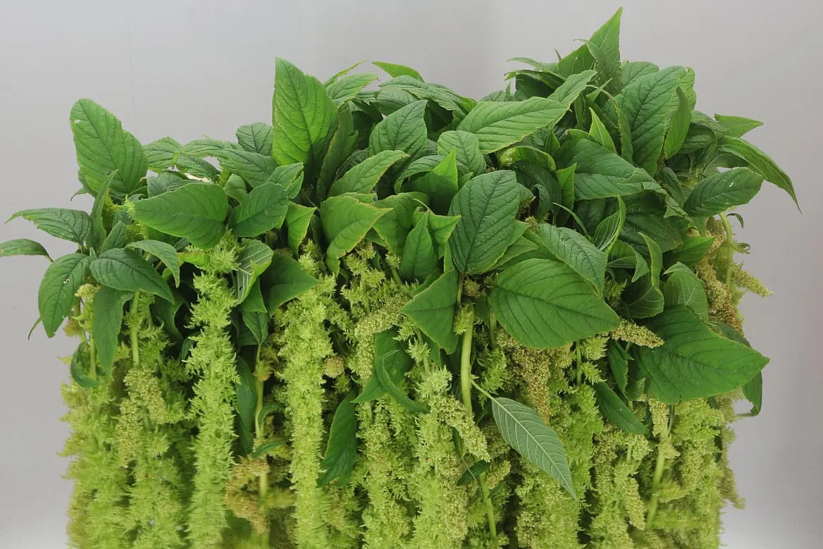 Amarant Trailing Green Spider • 80 cm