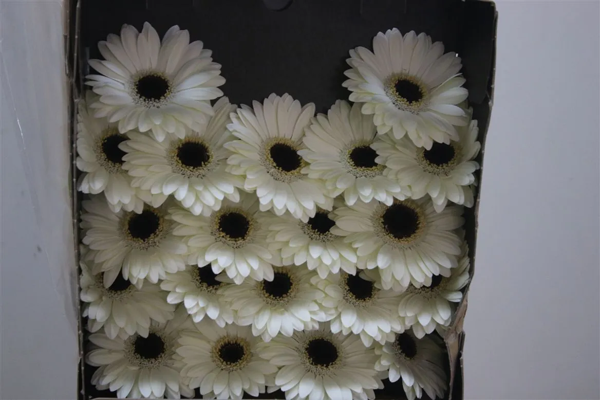 Germini Diamond Olaf • 55 cm