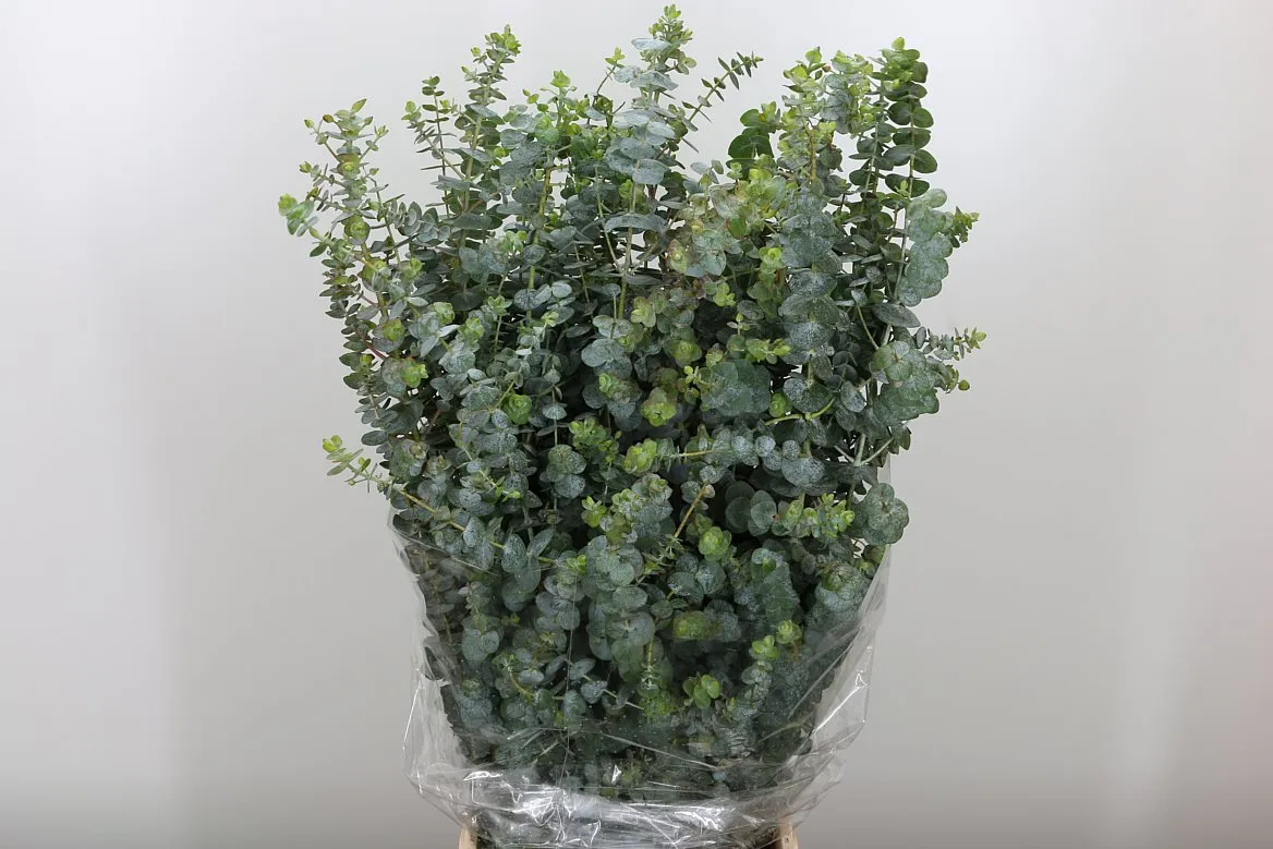 Eukalyptus Baby Blue • 65 cm
