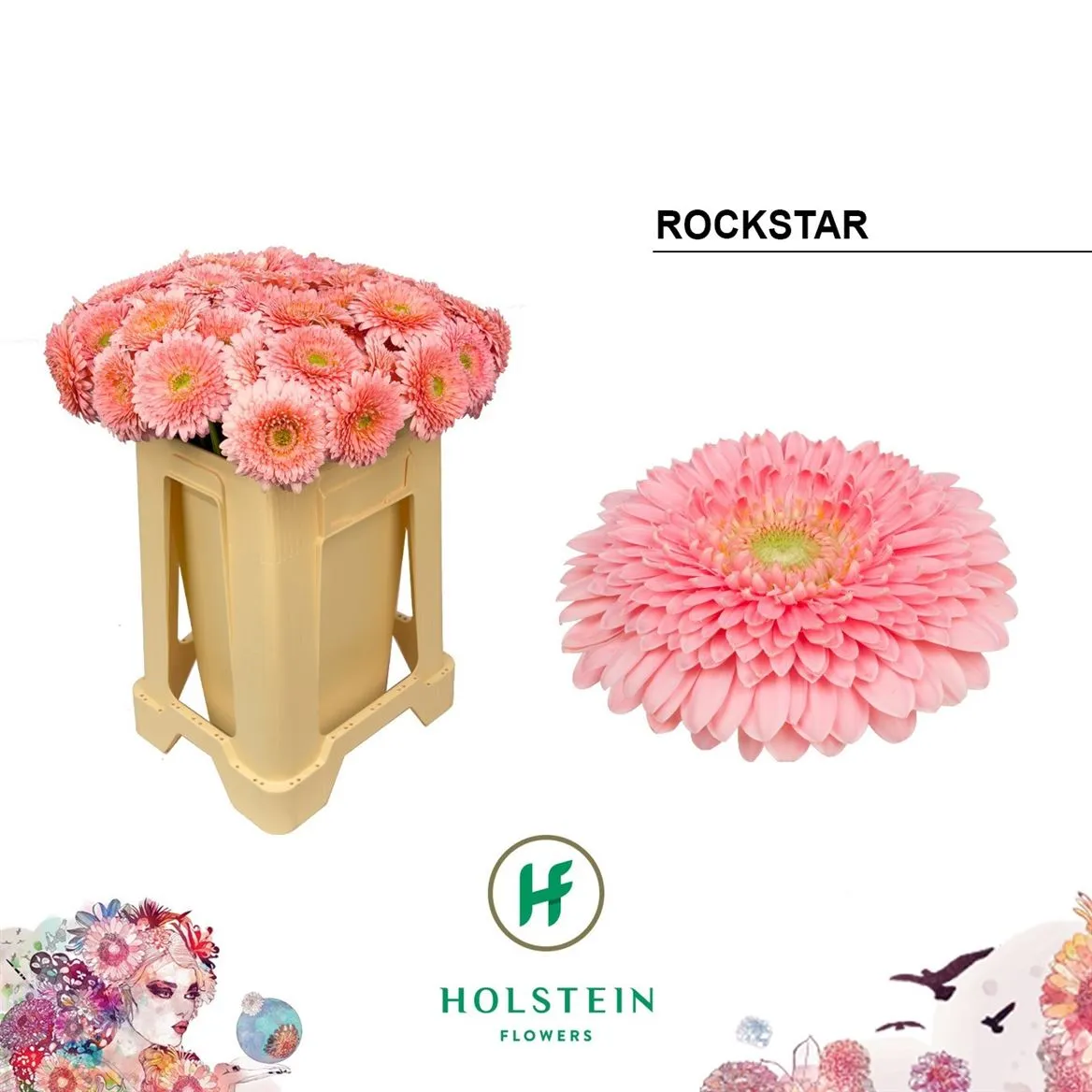 Germ. Aqua P Rockstar • 50 cm
