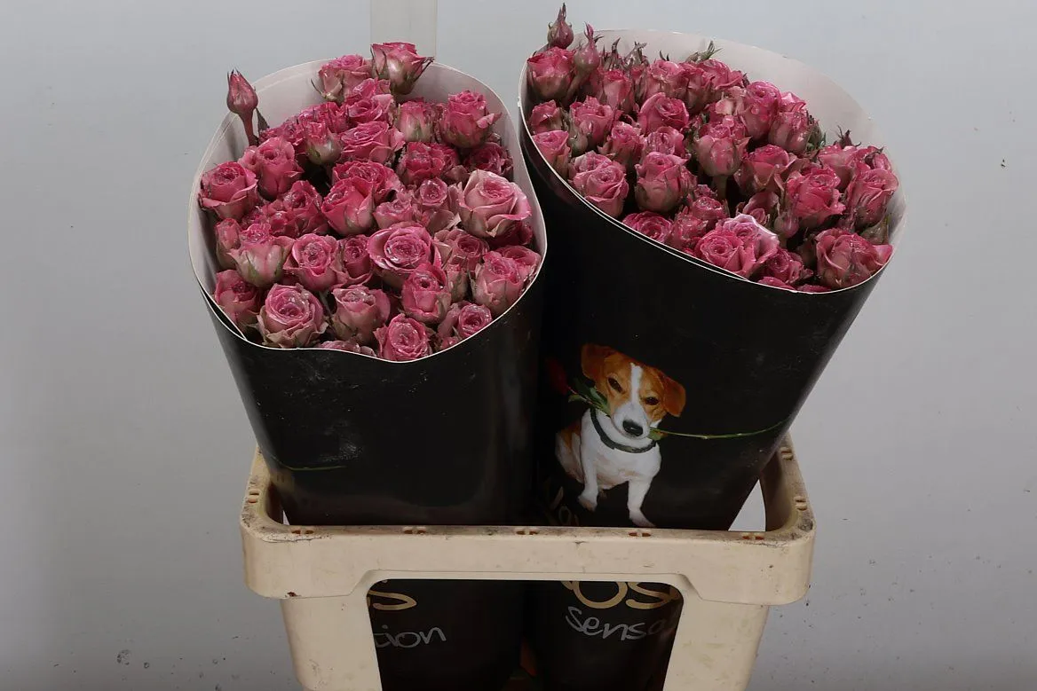 Ruža trsová Wx Classic Pink • 60 cm