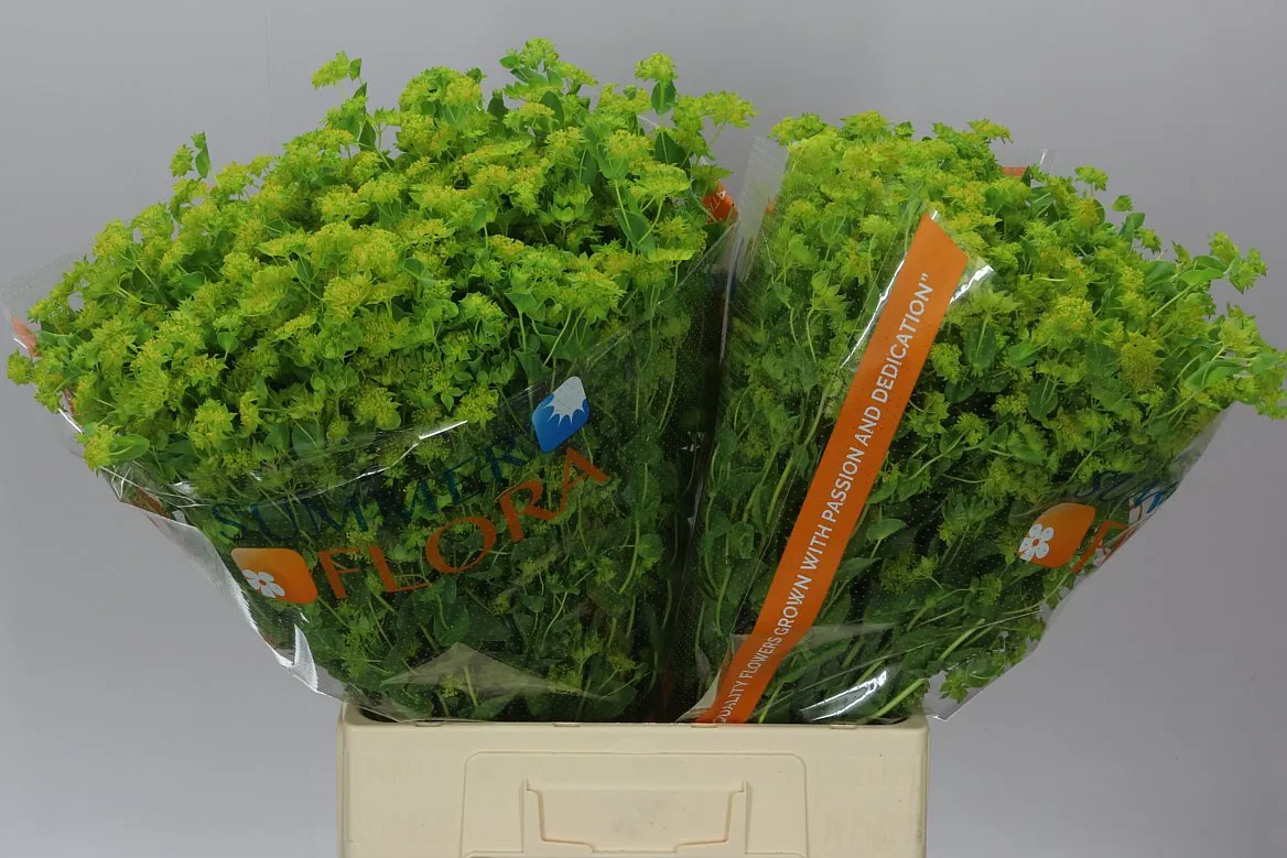 Bupleurum • 70 cm