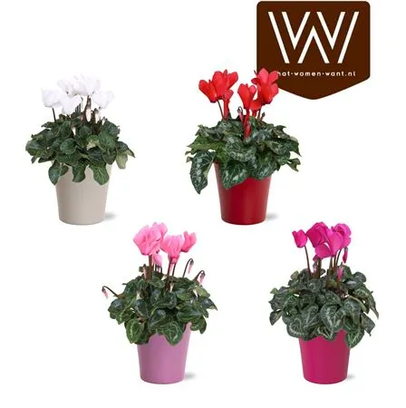 Cyclamen In Gekleurd "bombé" Keramiek • črepník 14 cm