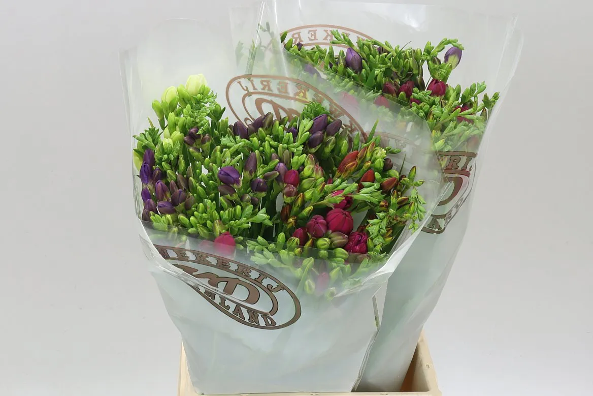 Frézia jednoduchá mix • 55 cm