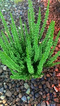 Calluna Geverfd Groen • črepník 9,5 cm