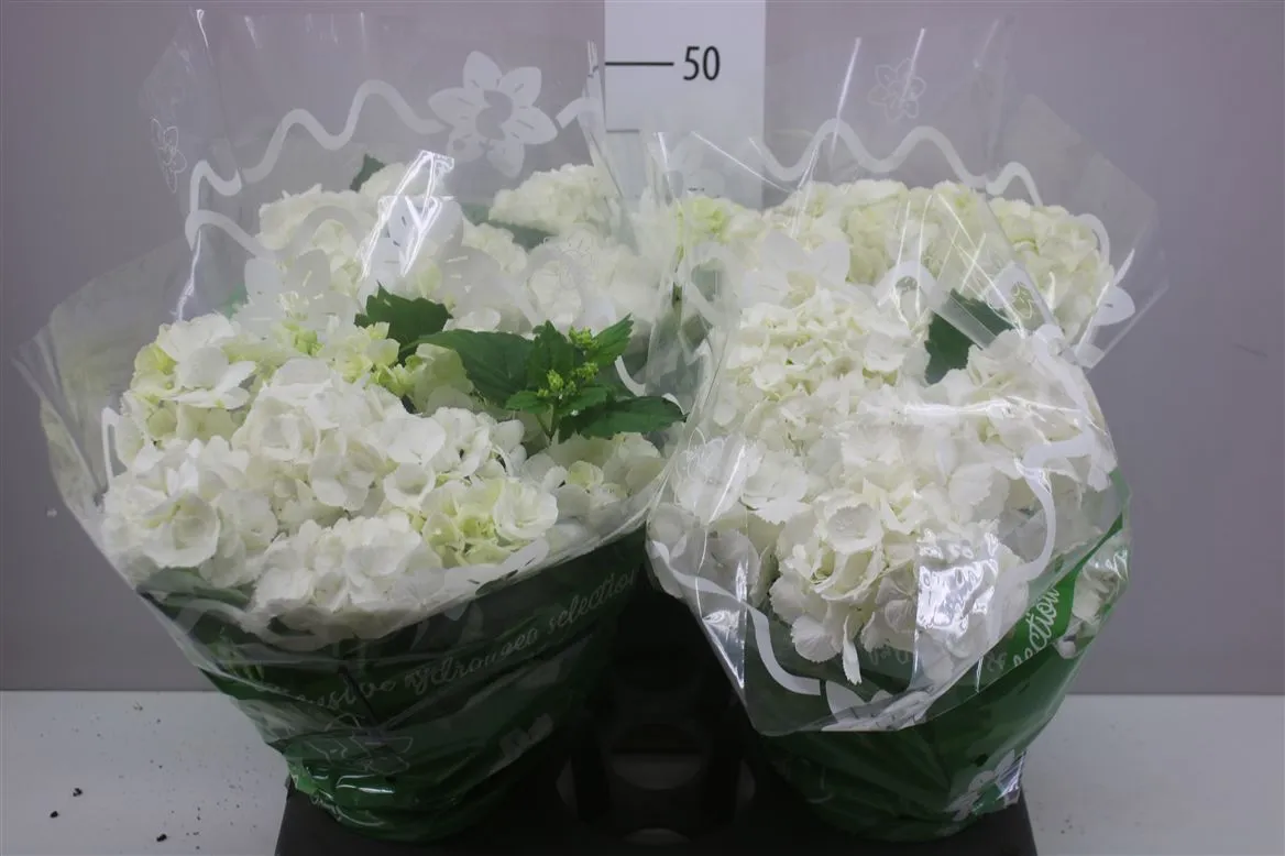 Hortenzia črepníková Schneeball 8+ • črepník 14 cm