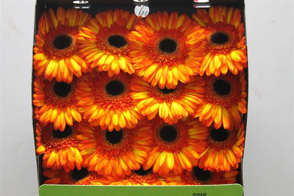 Gerbera Diamond Spotlight • 55 cm