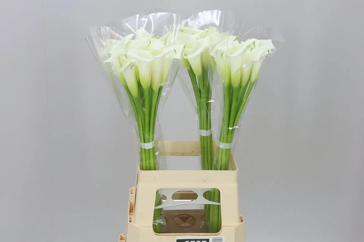 Kala Crystal Blush • 70 cm