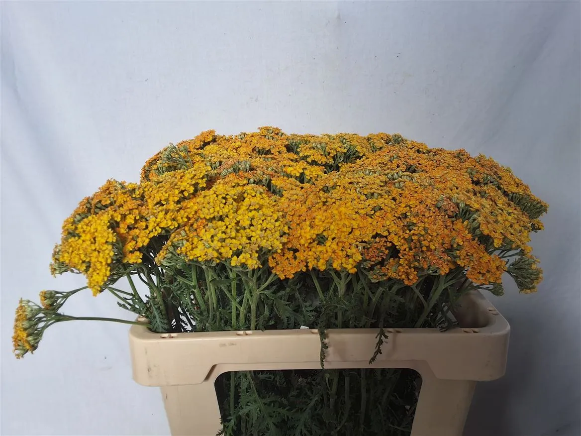 Achillea Terracotta • 52 cm