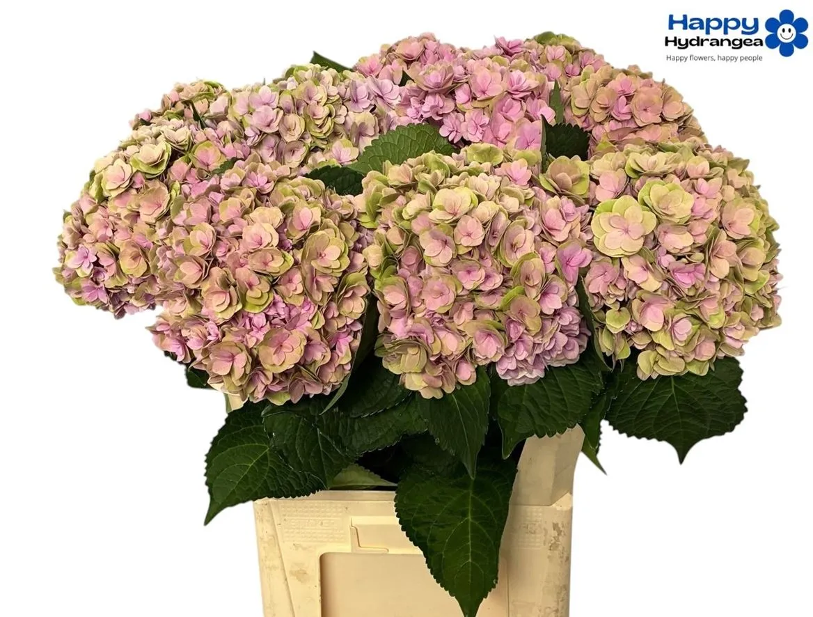 Hyd Kiss Classic • 65 cm