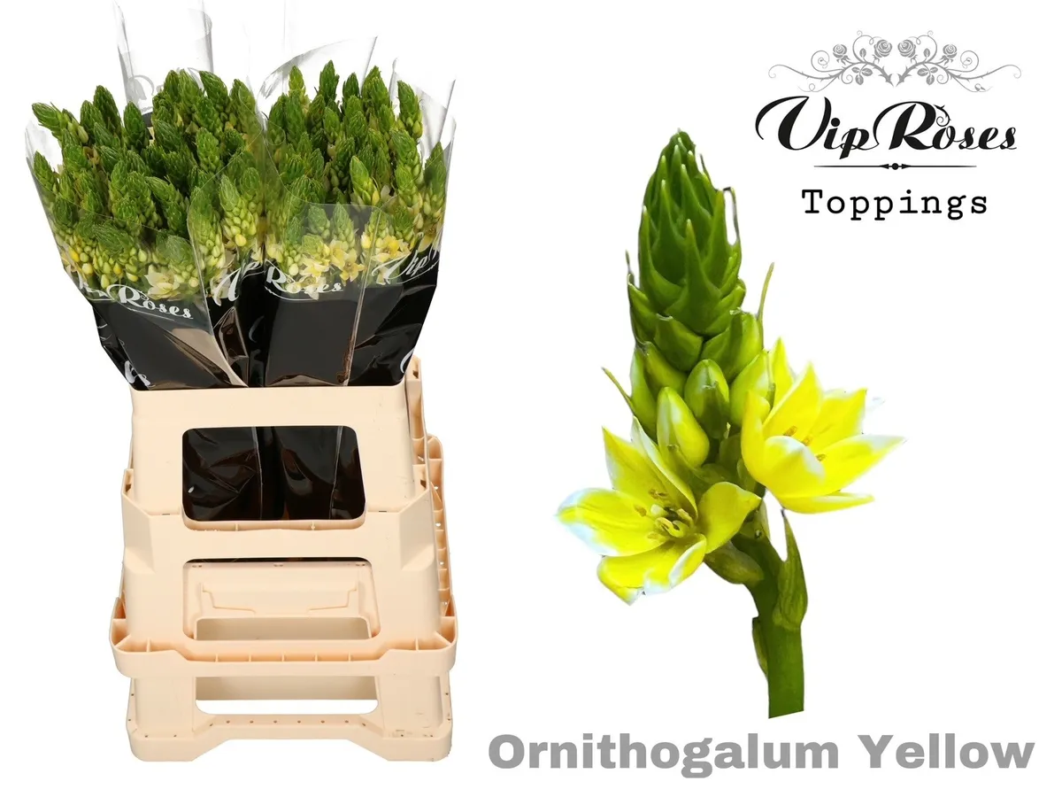 Ornit Mount Fuji Yellow • 60 cm