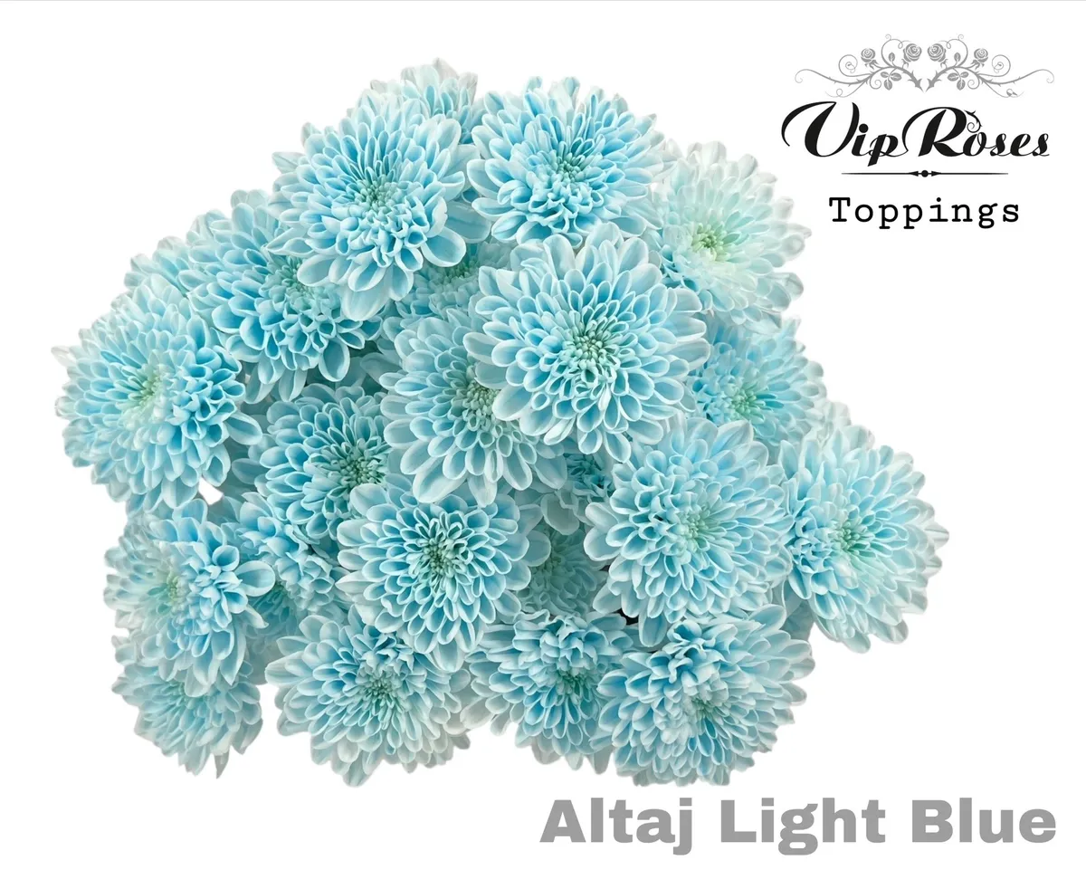 Chryzantéma trsová Altaj Light Blue • 70 cm