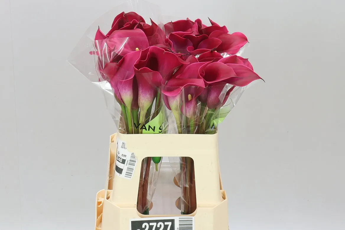 Zant Red Salsa • 55 cm