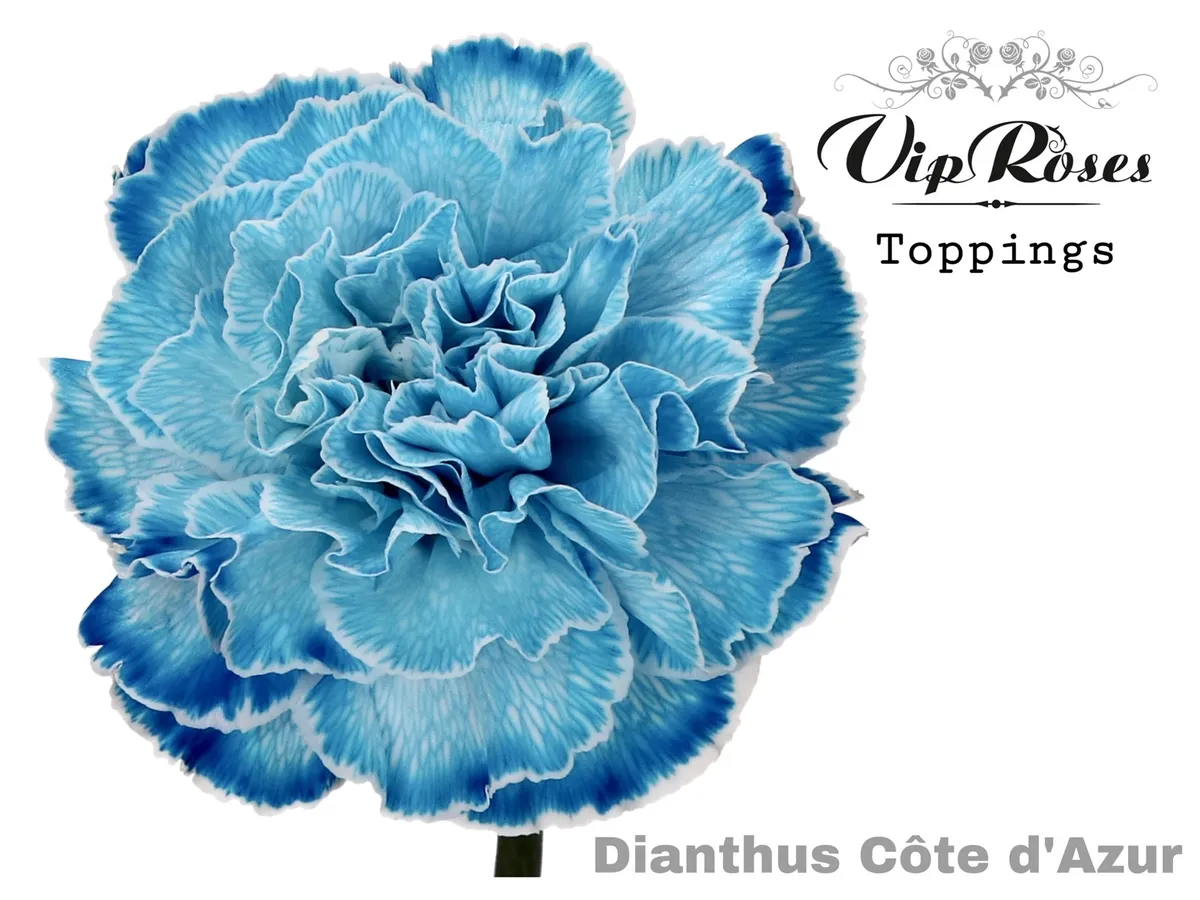 Di St Cote D Azur • 60 cm