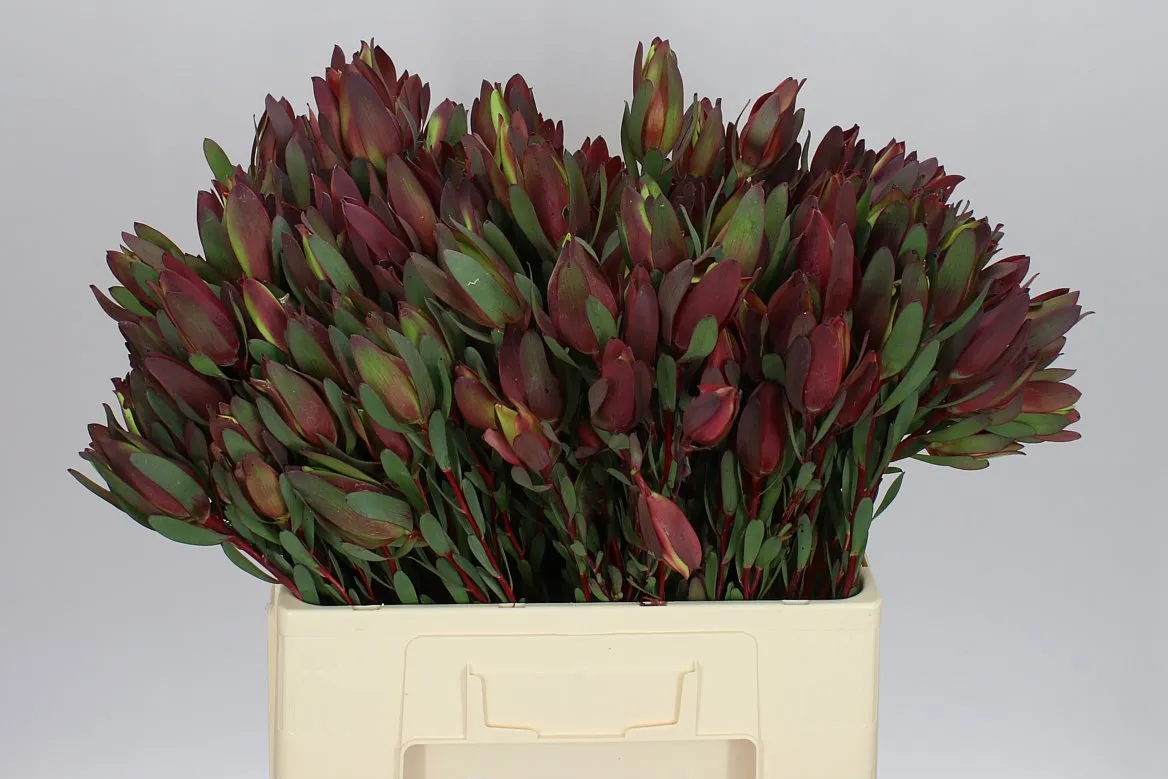 Leucadendron Senorita Spray • 60 cm